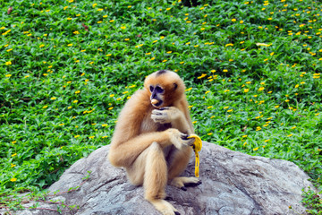 Gibbon  is having a banana