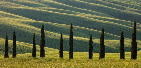 Cypress trees in the rolling hills and fields of Tuscany Italy