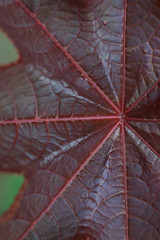 Red leaf  texture macro photo, foliage and nature 