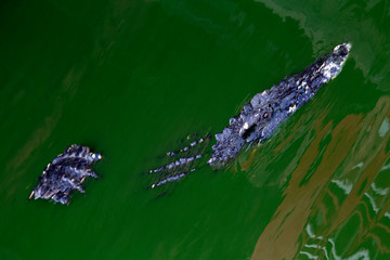 Alligator or crocodile animals swimming