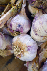 Fresh purple garlic at a French farmers market