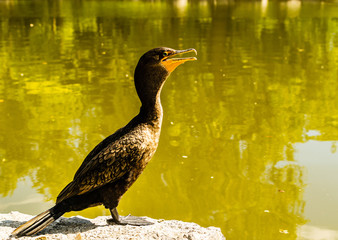 black cormorant on a rock