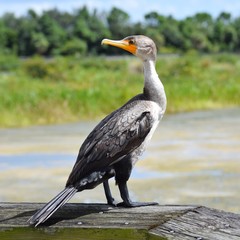 cormorant