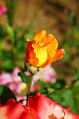 View of a pink and orange Rio Samba rose plant in the garden