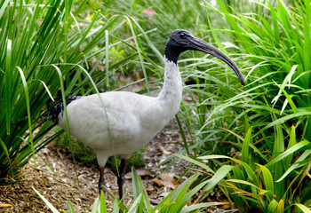 Australian white ibis in big grass