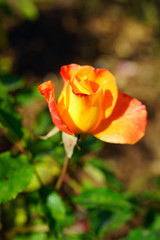 View of a pink and orange Rio Samba rose plant in the garden