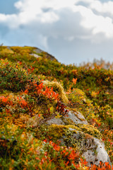 Grass turn into orange color on autumn season. Concept of season change.