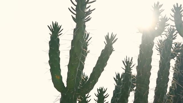 Detail of cactus on desert sunset with sun.