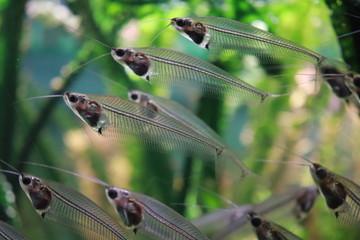dragonfly on a branch