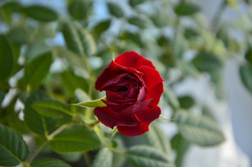 Цветок красной розы с красивым размытым фоном.