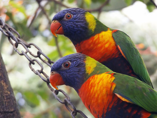 Two Rainbow Lorikeets sat side by side on a long metal chain
