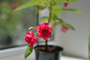  The magnificent bloom of a pink flower in a pot, which stands on the window. Photo taken on a sunny day. 