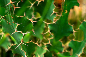 Green plant background texture with spikes