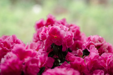  The magnificent bloom of a pink flower in a pot, which stands on the window. Photo taken on a sunny day. 