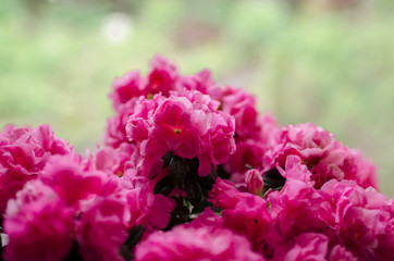  The magnificent bloom of a pink flower in a pot, which stands on the window. Photo taken on a sunny day. 