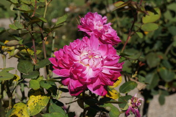 Beautiful gorgeous  rose in bloom. Shallow depth of field, selective focus