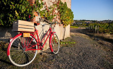 Fototapeta na wymiar Vieux vélo dans les vigne et caisse de vin