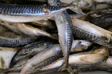 mackerel fish with strong taste and shiny scale, close-up, fish background.