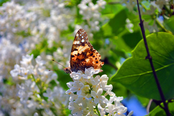 The large tortoiseshell or blackleg tortoiseshell (Nymphalis polychloros)  sitting on white lilac flowers close up detail, soft blurry blue sky background