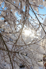 The sun shines through snow-covered branches