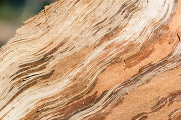 Textural image of the fibers of the felled and split logs