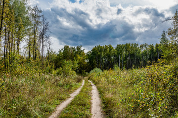 nature, landscape, early, autumn, day, sky, clouds, open space, path, forest, trees, trunks, green, foliage, meadow, grass, walk, observation