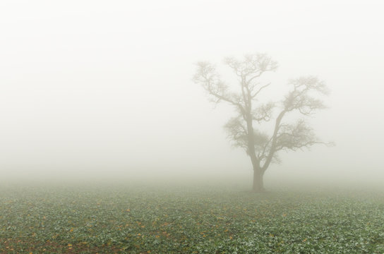 einsamer baum im nebel