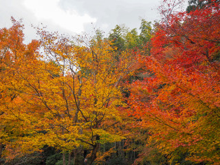 Beautiful scene of colorful red and orange maple tree for background with copy space, Kyoto, Japan