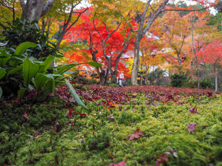 Colorful red maple leaves drop on mossy ground in japanese temple garden for background and copy space, Kyoto, Japan