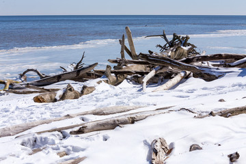 driftwood piled up along a chesapeake bay beach in winter calvert county southern maryland usa