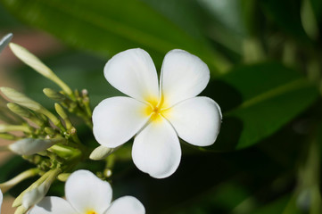 Obraz na płótnie Canvas frangipani flower on green background