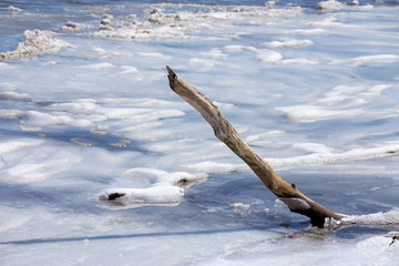 closeup of driftwood in snow and ice along a chesapeake bay beach in winter calvert county southern...
