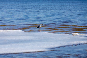 seagull with oyster on ice and snow in winter chesapeake bay calvert county southern maryland usa - obrazy, fototapety, plakaty