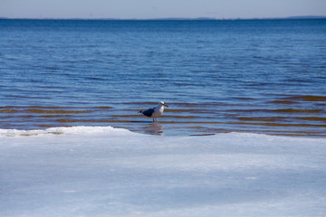 seagull with clam on ice and snow in winter chesapeake bay calvert county southern maryland usa - obrazy, fototapety, plakaty