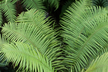 green leaf of fern