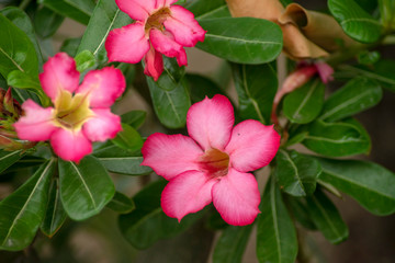Impatiens in garden at Wat Saen Muang Ma Luang, Chiang Mai, Thailand