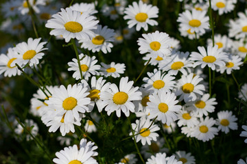 White large daisy flowers close-up on a dark background on a sunny day.