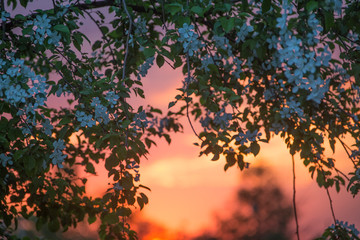 Obraz na płótnie Canvas tree in the sunset