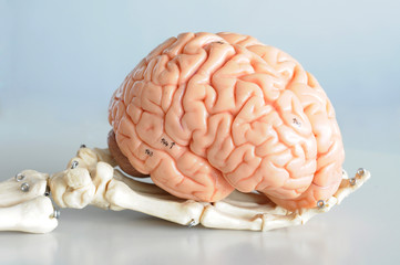 human brain anatomy model