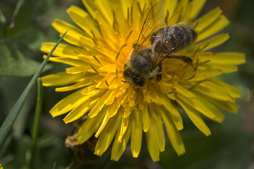 Api e fiori