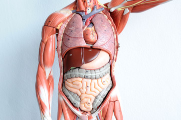 human muscle anatomy model - obrazy, fototapety, plakaty