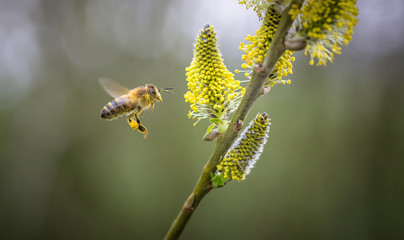 Honey Bee on Willow