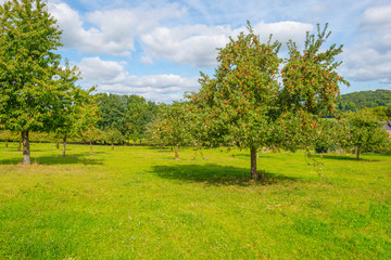 Apple trees in an orchard in a green meadow below a blue sky in sunlight in autumn