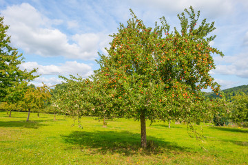 Fototapeta na wymiar Apple trees in an orchard in a green meadow below a blue sky in sunlight in autumn