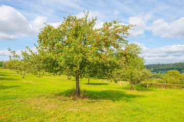 Fototapeta na wymiar Apple trees in an orchard in a green meadow below a blue sky in sunlight in autumn