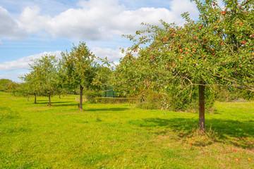 Fototapeta premium Jabłonie w sadzie na zielonej łące poniżej błękitnego nieba w słońcu jesienią