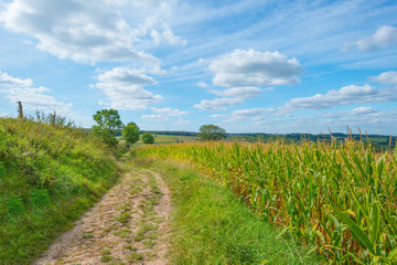 Corn growing in a field below a blue sky in sunlight in autumn