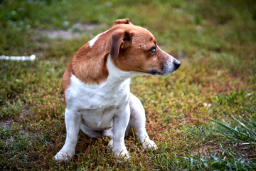 cute beautiful dog breed Jack Russell in profile on a walk