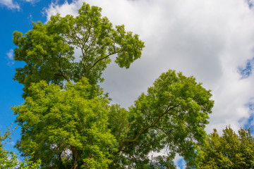 Foliage of a deciduous tree below a blue sky in sunlight at fall