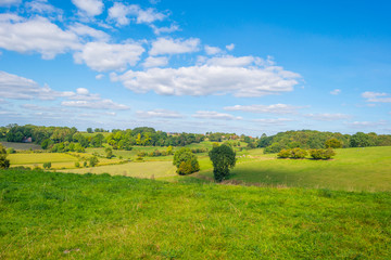 Trees in a meadow on a hill below a blue sky in sunlight in autumn